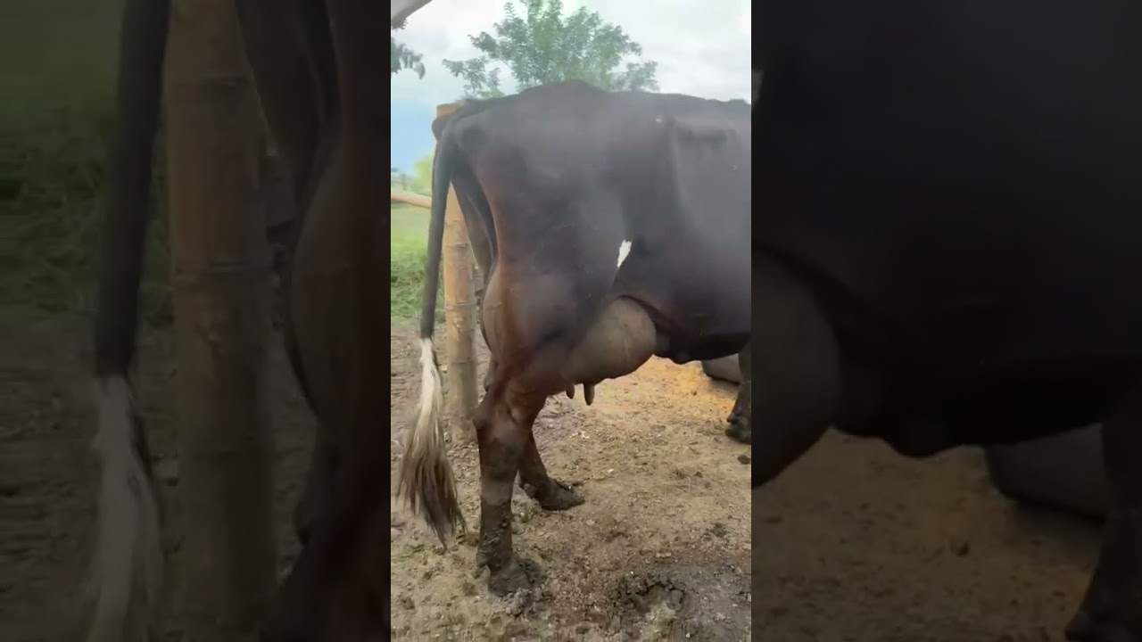 VENTA DE VACAS  LECHERAS  INF 322 5895057  EN ARMENIA QUIND&Iacute;O COLOMBIA  EN PRODUCCI&Oacute;N  Y PRE&Ntilde;ADAS