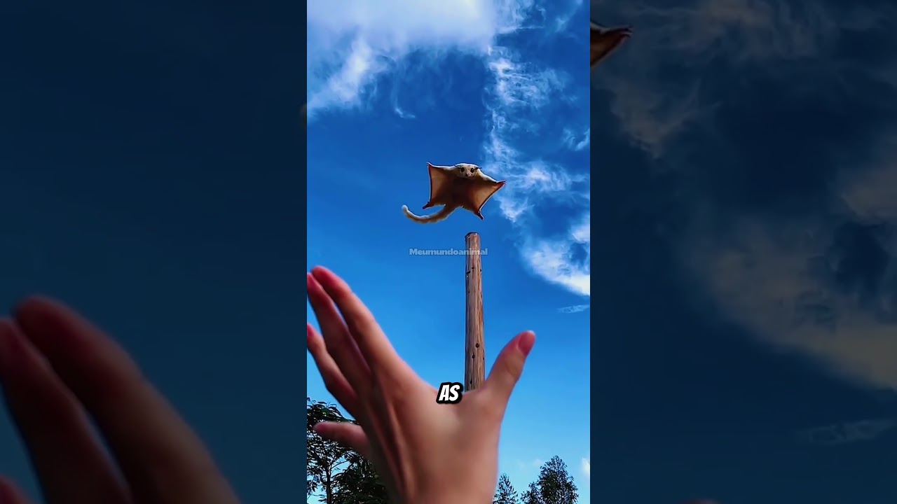 Animais que Voam, mas N&atilde;o S&atilde;o P&aacute;ssaros!