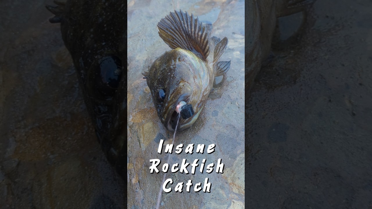 Catching rockfish in shallow water I had JUST waded through #surffishing #rockfish #fishing