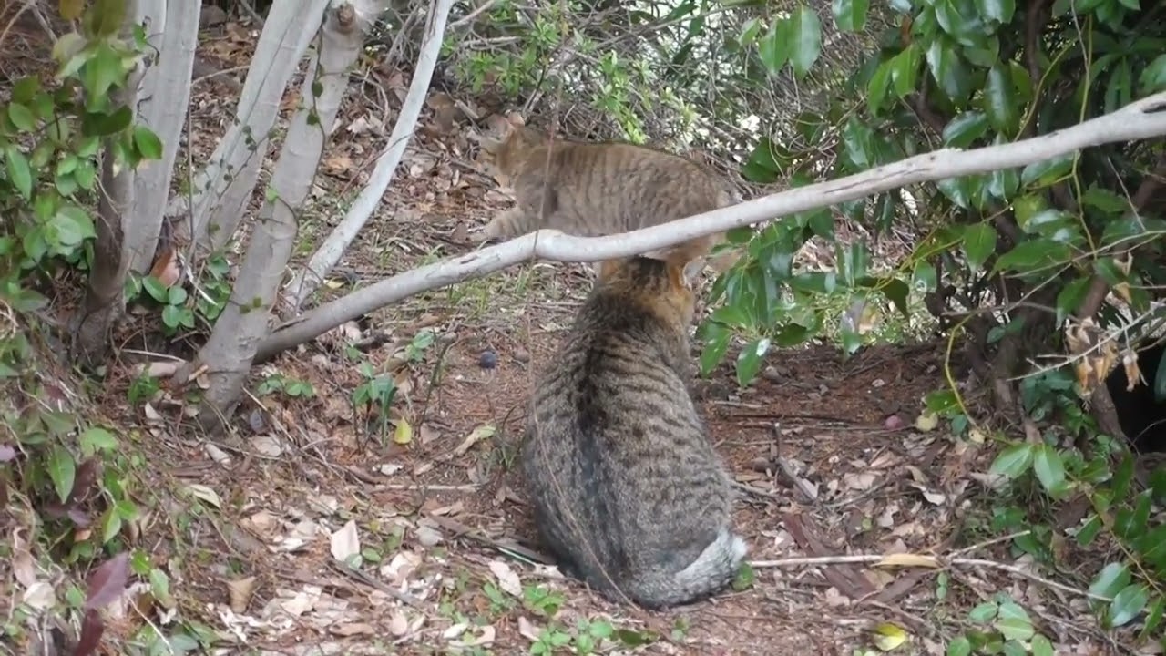 【Cat Video】 meowmeow Happy  #cat  #cats  #cute