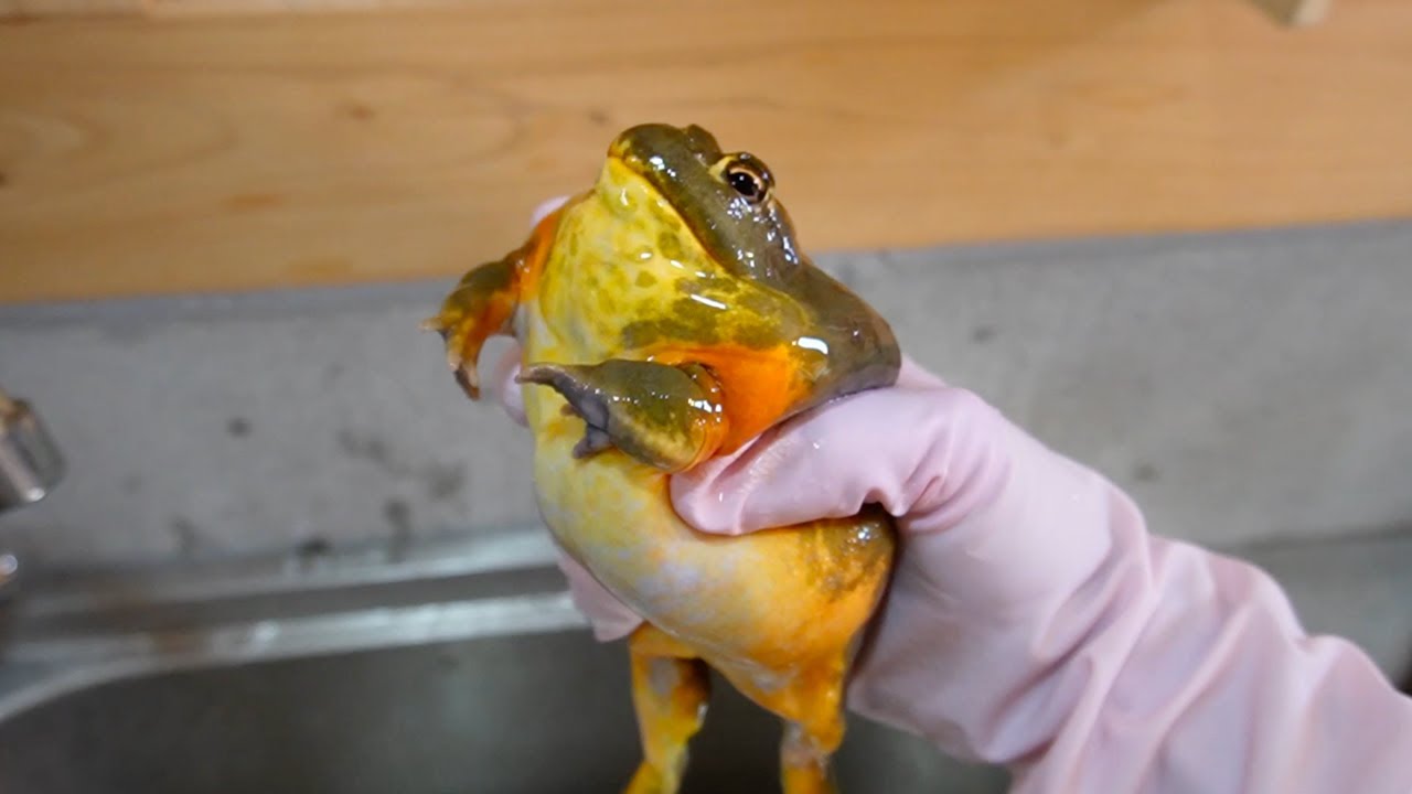 アフリカウシガエルのお世話をする