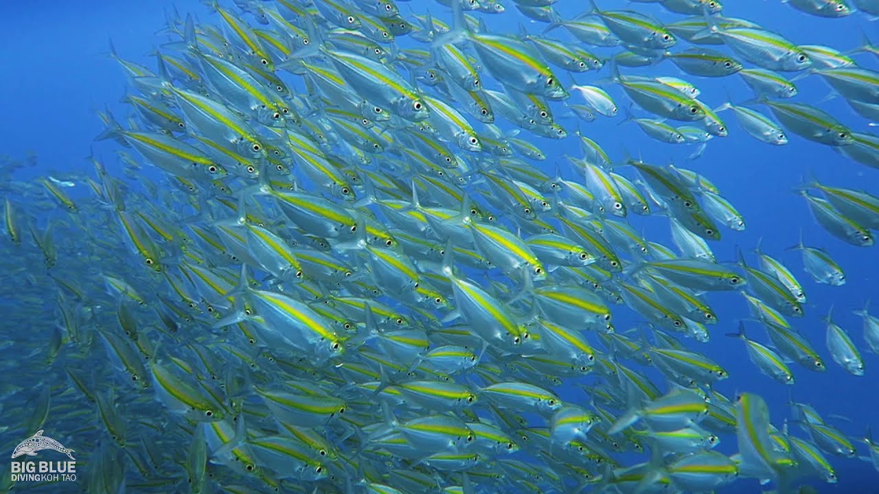Southwest Pinnacle dive site, Koh Tao, Thailand.