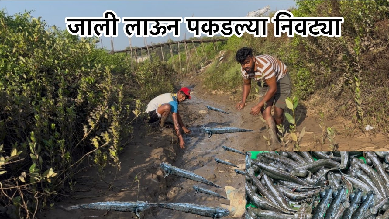 आज जाली लाऊन पकडला निवट्या,बुशी माडुन निवटी पकडण्याची पध्दत fishing#mudskipper#Net fishing