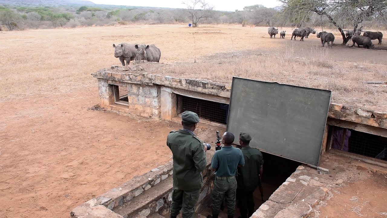 TUKIO LA FARU KILIMANJARO, "ANAPOOGA ANAACHA SHIMO LINALOTUNZA MAJI, ANAFURSA"