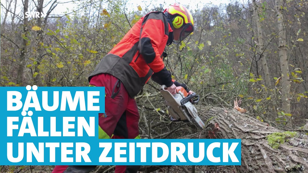 Wettlauf gegen die Zeit: Hunderte Bäume müssen in fünf Stunden gefällt werden