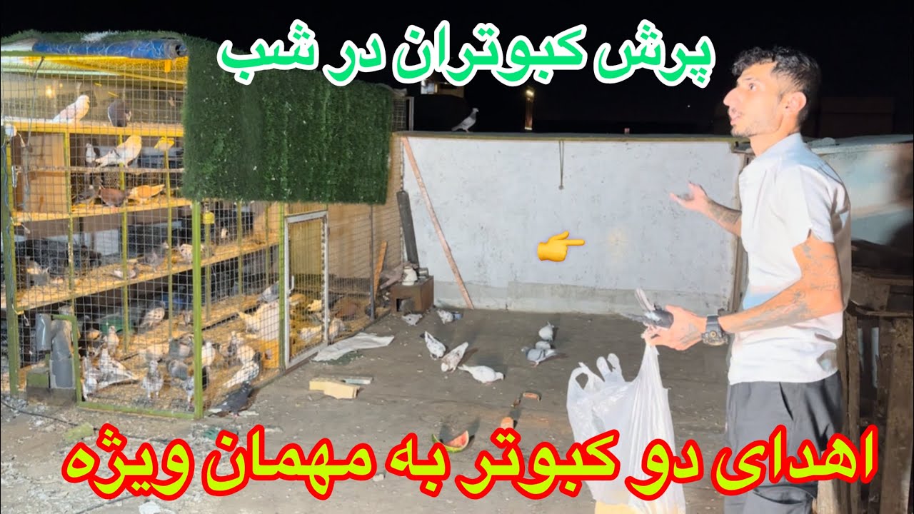 پرش کبوتران آلمانی درشب توسط محمد رضا/تحویل دو کبوتر به محمدرضا به عنوان هدیه/عشق باز خراسانی/مشهد