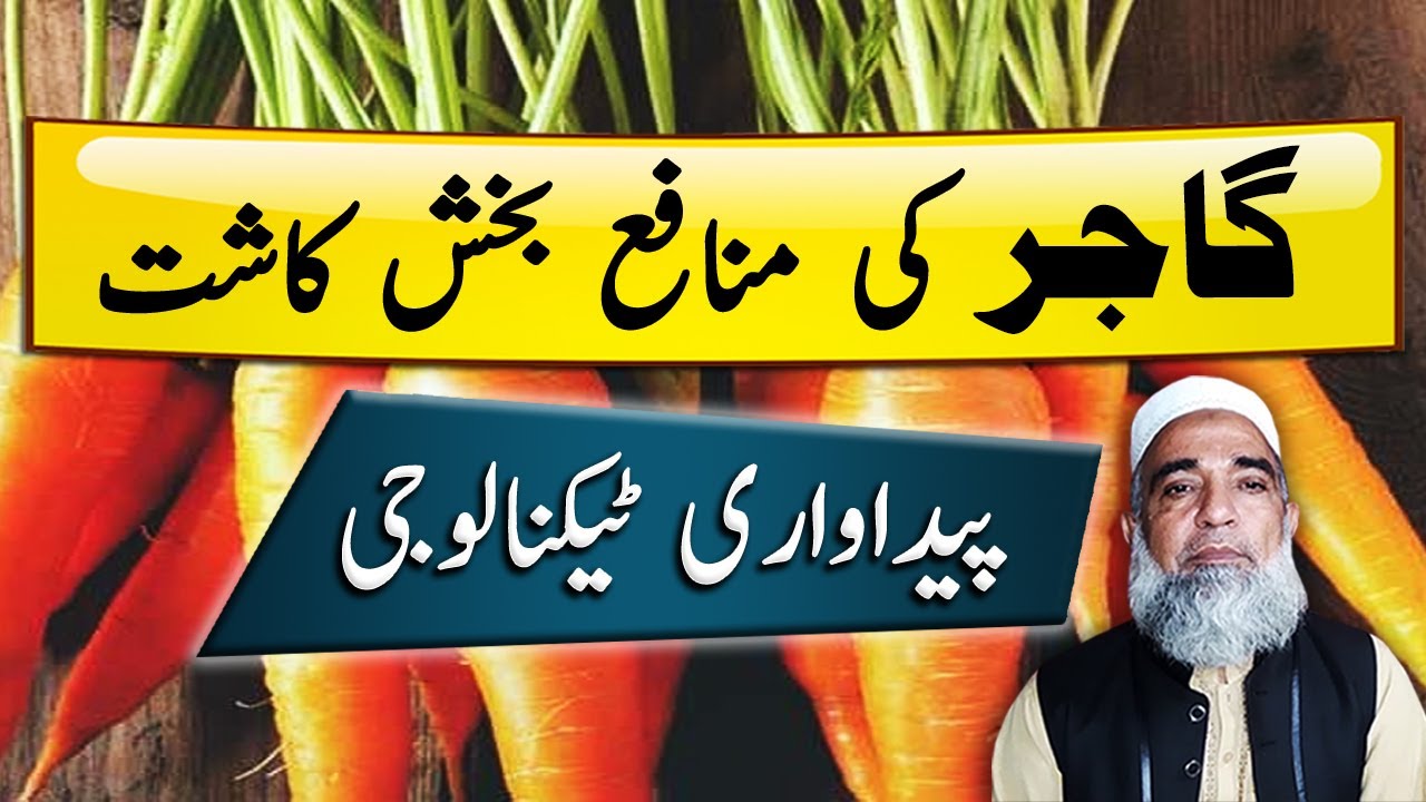 Profitable farming of Carrot | Crop Reformer