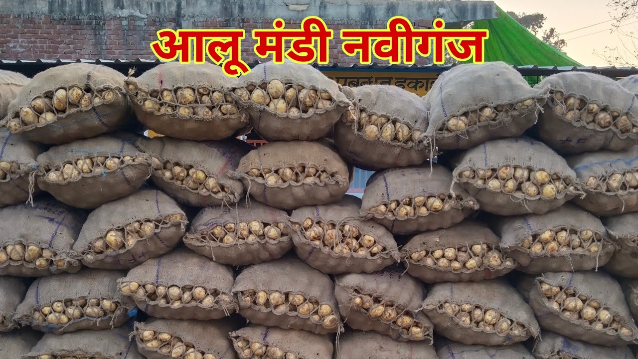 नवीगंज मंडी से लाइव Aaj Ka Aalu Ka Bhav Naviganj Mandi 850 1000 1031 आलू के भाव में अच्छा खासा उछाल