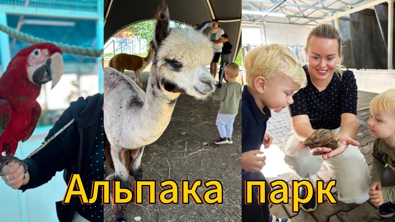 Альпака 🦙 парк. Парк 🐌 Улитки. Радашковичи. Беларусь