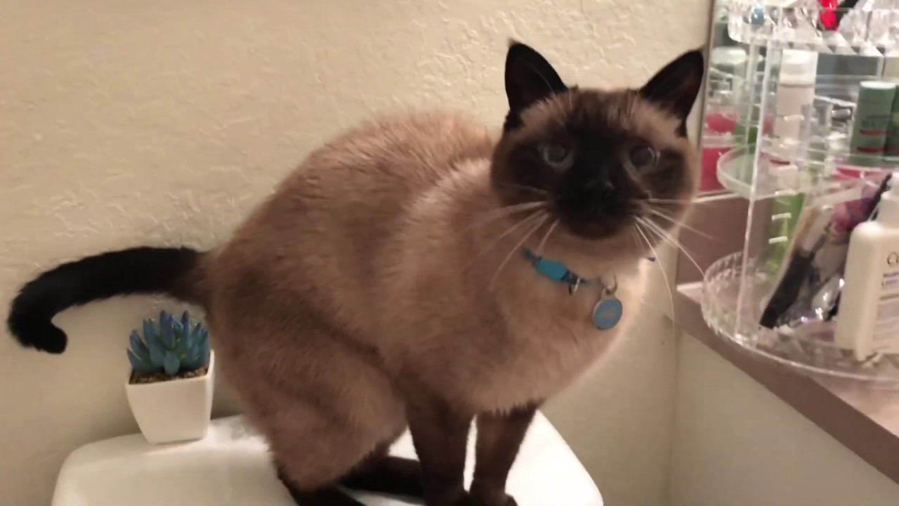 My Siamese Cat Talking to Me...Again :)