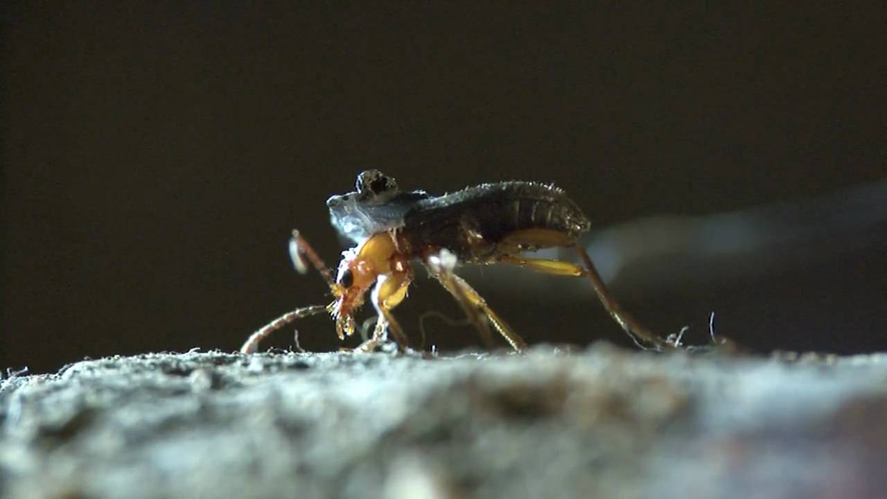 Bombardier beetle - filmed 2009