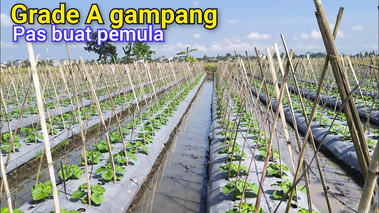 Metode Tanam Melon Yang Pas Bagi Pemula Gak Ribet Dan Gampang Masuk Grade A