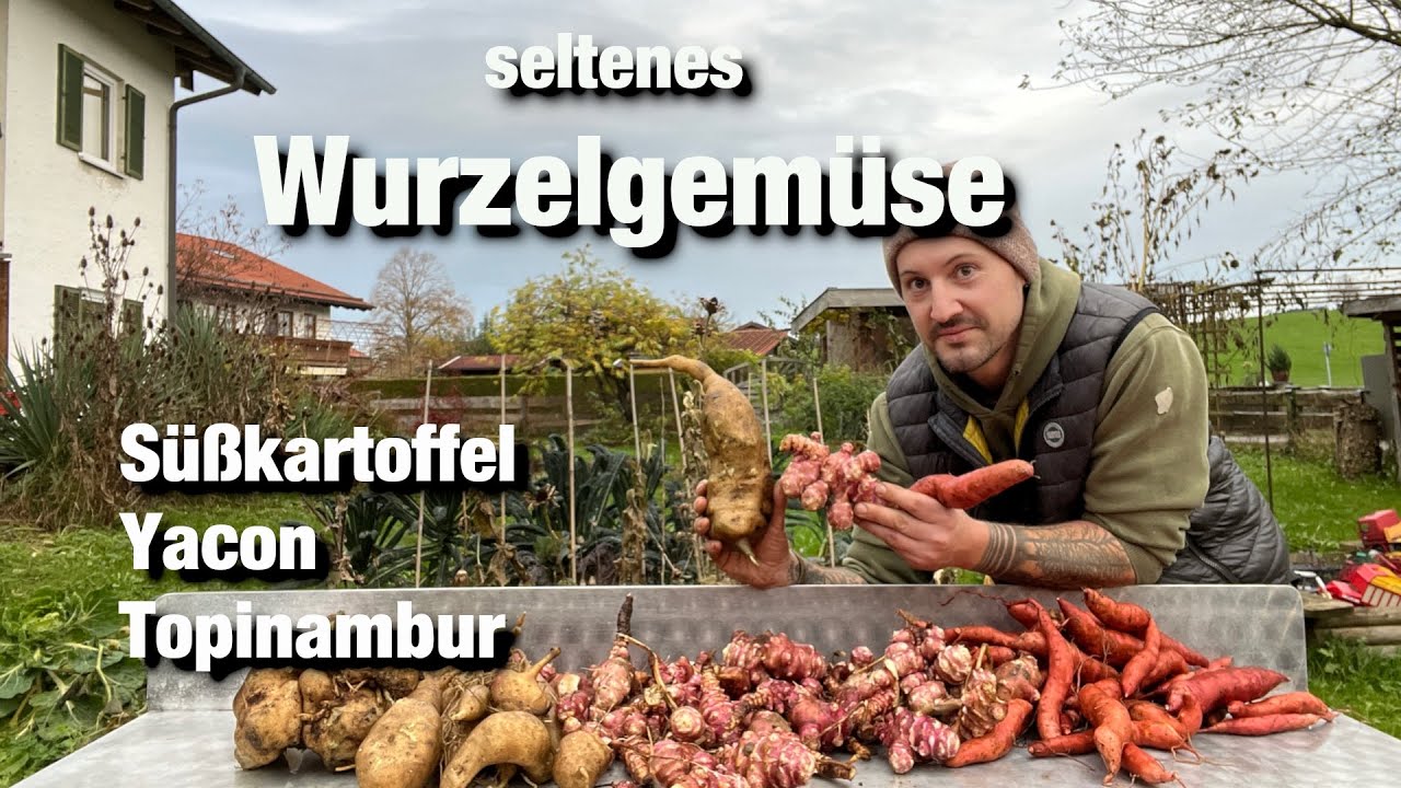 Wurzelgemüse mal anders, Topinambur, Yacon, Süßkartoffel aus dem Garten