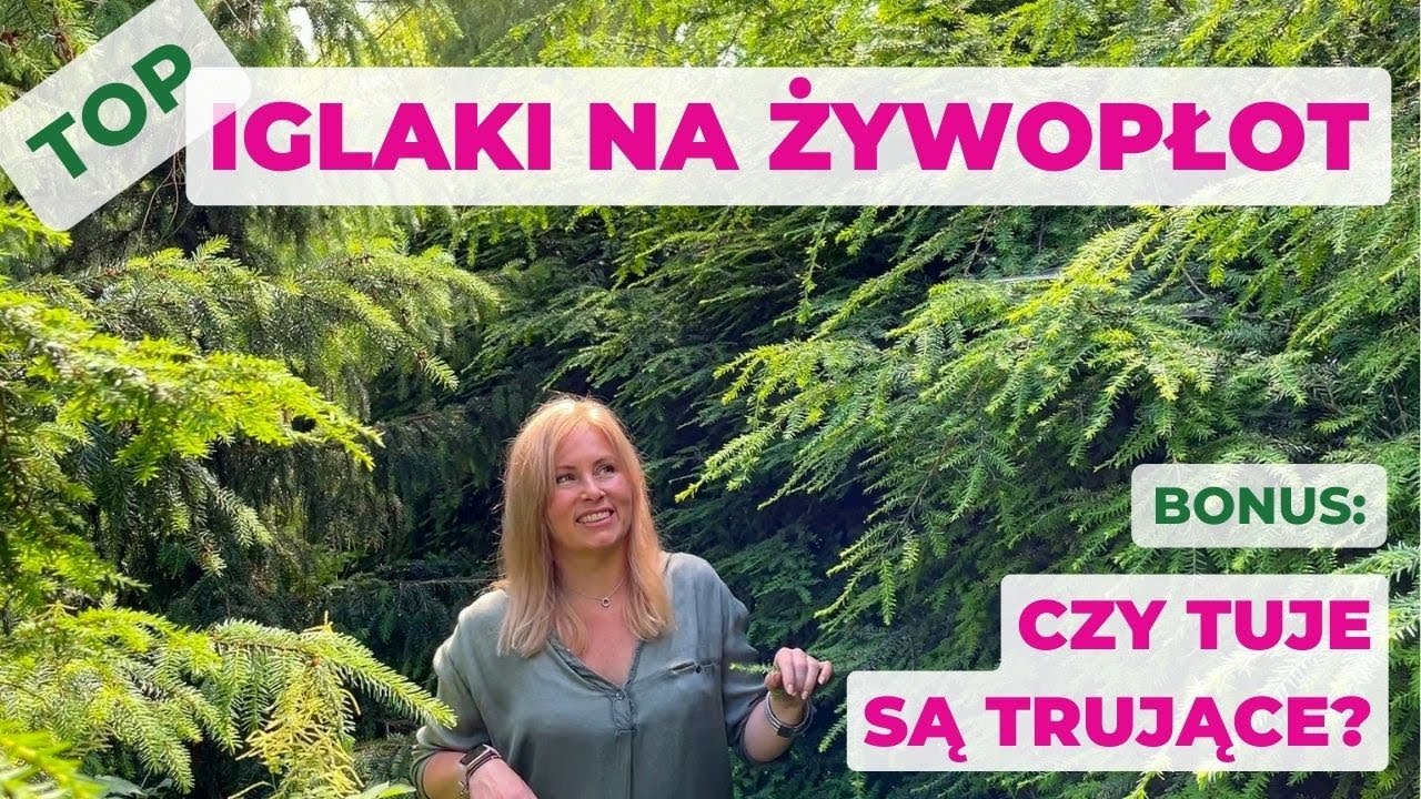 Najlepsze iglaki na żywopłot + wyjaśniam: czy tuje są TRUJĄCE? Czym je zastąpić?