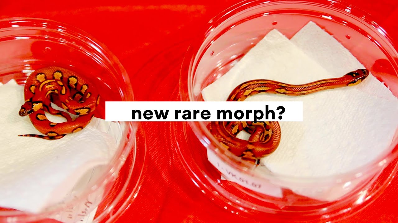 Buying Two New Reptiles from an Expo