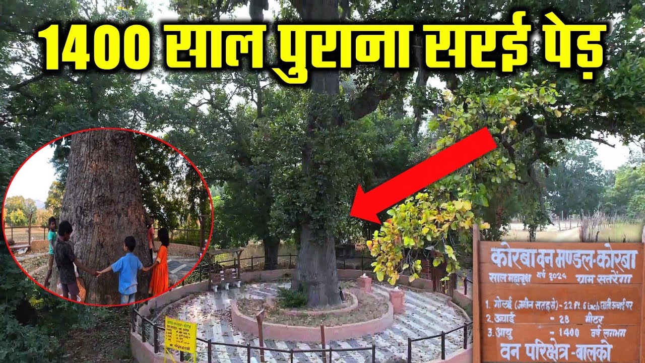 छत्तीसगढ़ का 1400 साल पुराना सरई पेड़ सतरेंगा कोरबा। The Oldest Wonderful Tree in India.