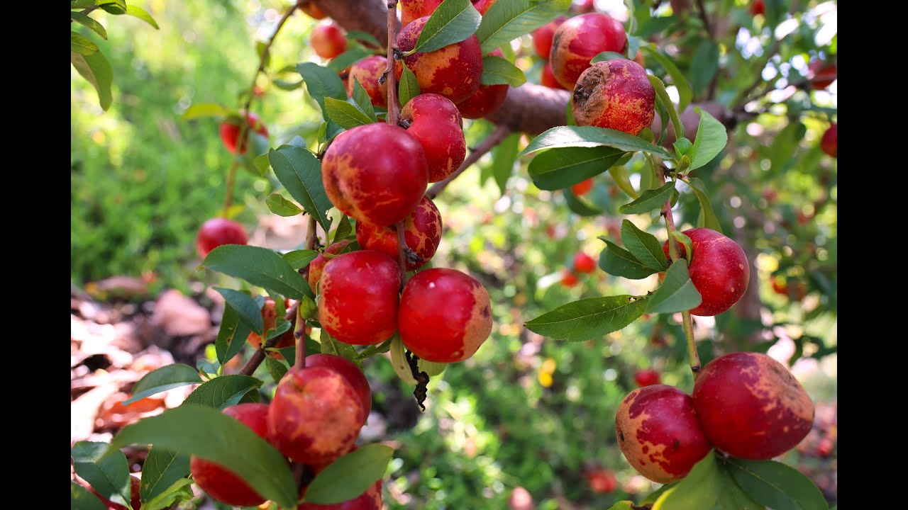Candy Shop: Nectarines and Mulberries