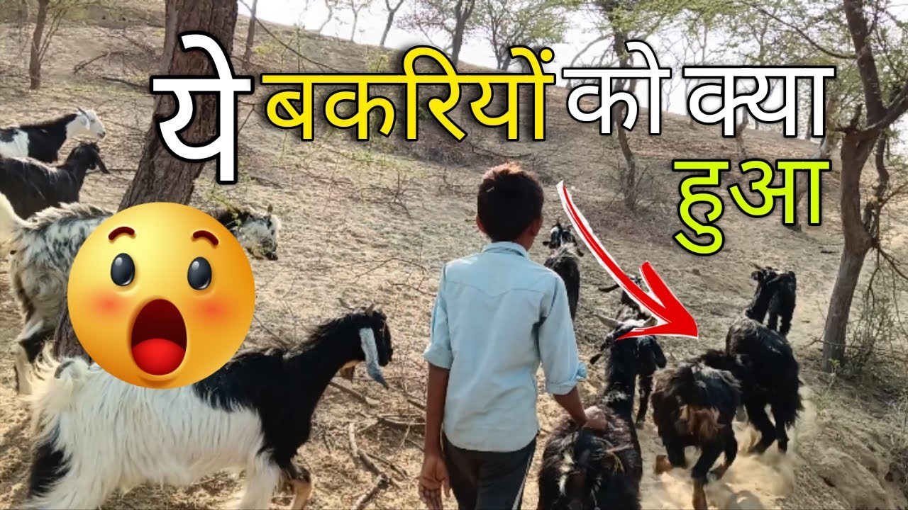 How To Goat Ko Kiya ho Rha Hai 😳
