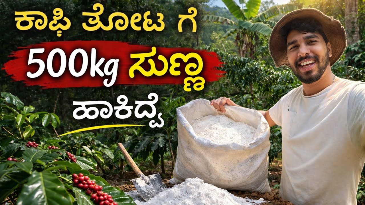 ೧ ಏಕರೆ ಕಾಫಿ ತೋಟಕ್ಕೆ 500 ಕೆಜಿ ಸುಣ್ಣ ಹಾಕಿದ್ವಿ | ಯಾಕೆ? ಸಂಪೂರ್ಣ ಮಾಹಿತಿ 👍