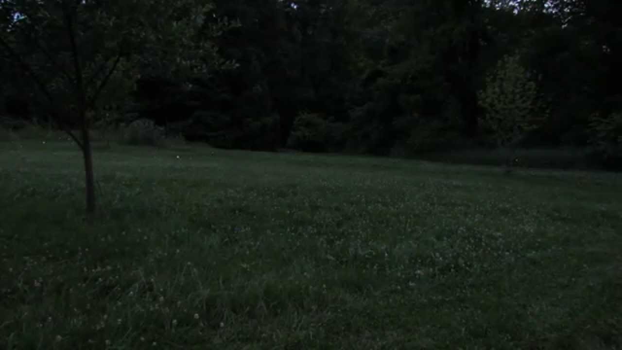 lightning bugs at evening