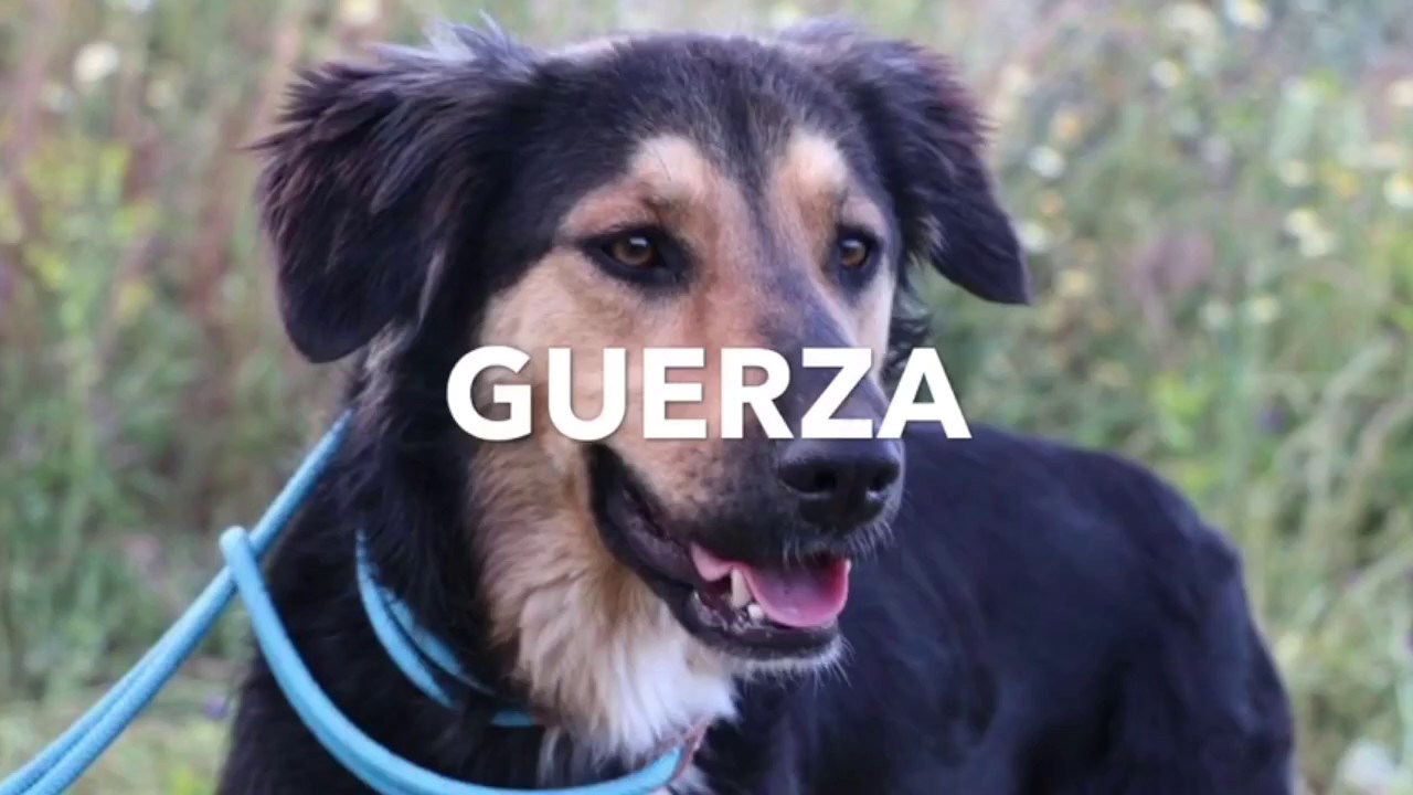 Guerza (no sound) - Protectora de Animales y Plantas de Málaga
