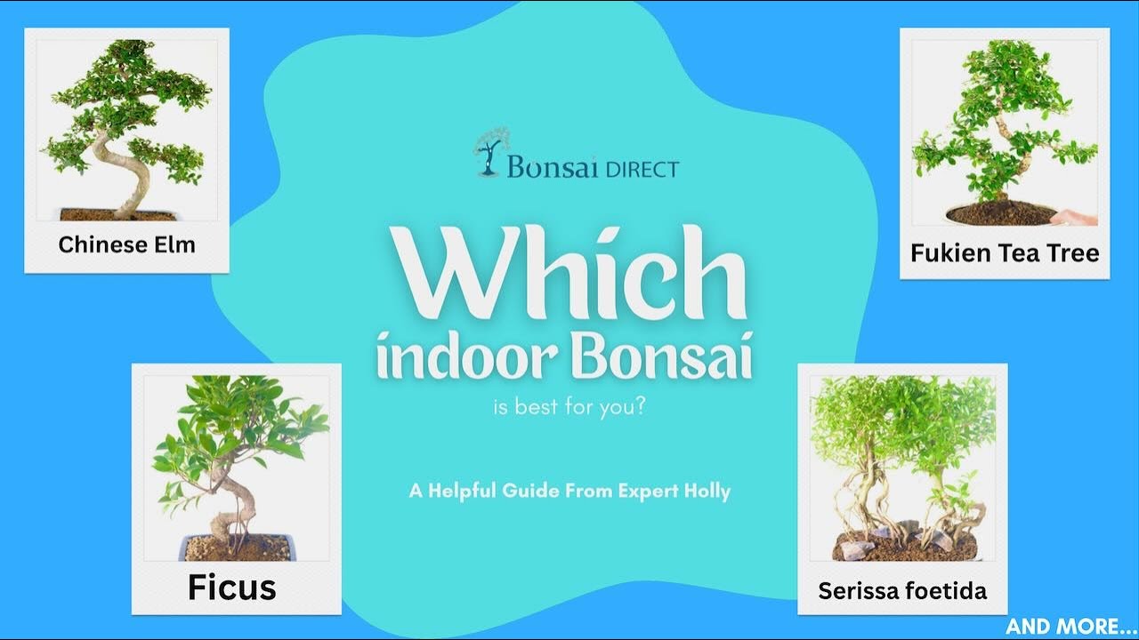 Which Indoor Bonsai Tree is Best For You?