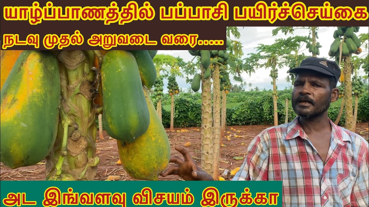 யாழ்ப்பாணத்தில் பப்பாசி செய்கை