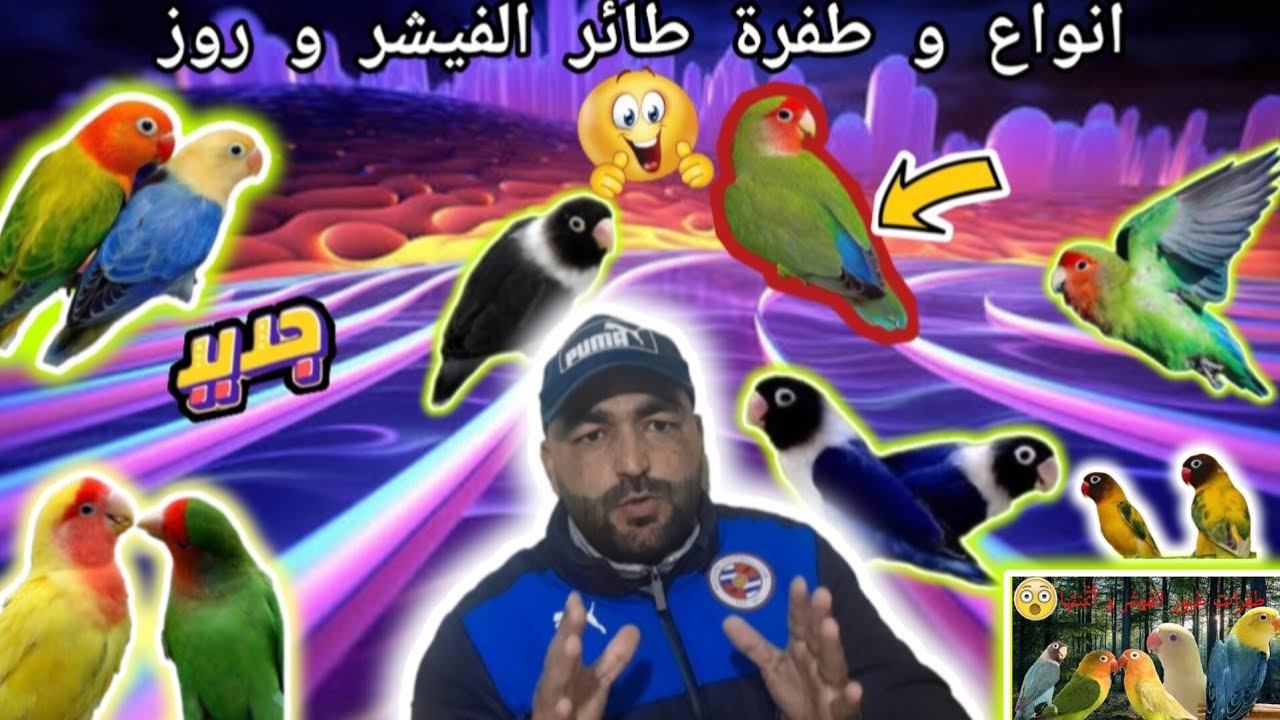 أجيو تشوف طيور الفيشر و روز أنواع كتير أسماء وتمن في الأسواق جديد للمبتدئين 28/1/2026 🐦