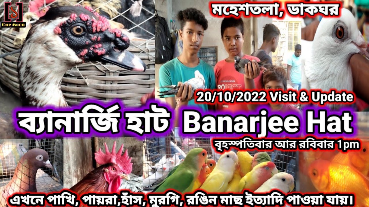 Banerjee Hat Pet Market Visit & Update || Pet Market Visit || One Moon