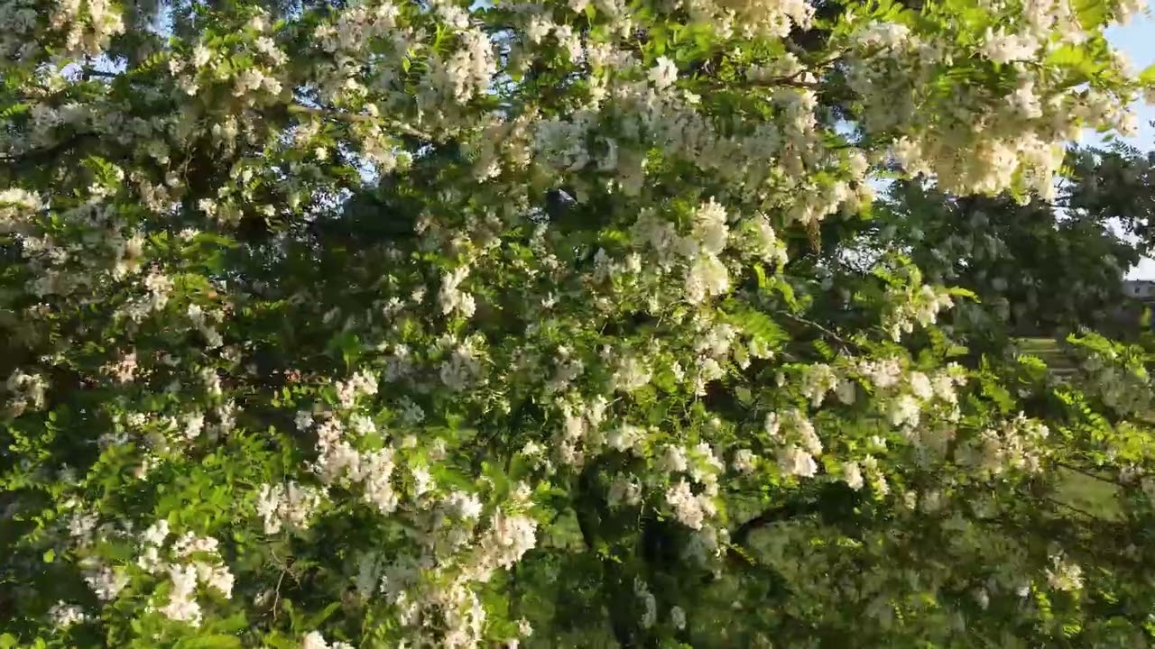 Akacja czyli Robinia akacjowa (Robinia pseudoacacia L.)
