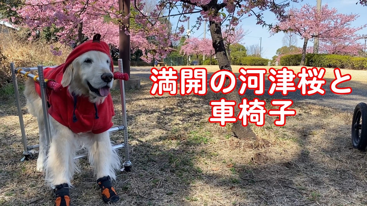 【体の事】あたたかくなってきたので車椅子に乗ってます。