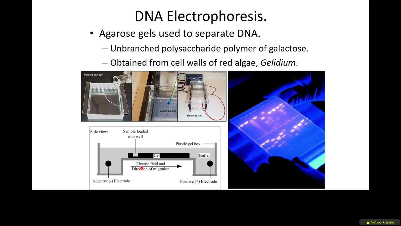 Analytical Biochem Electrophoresis