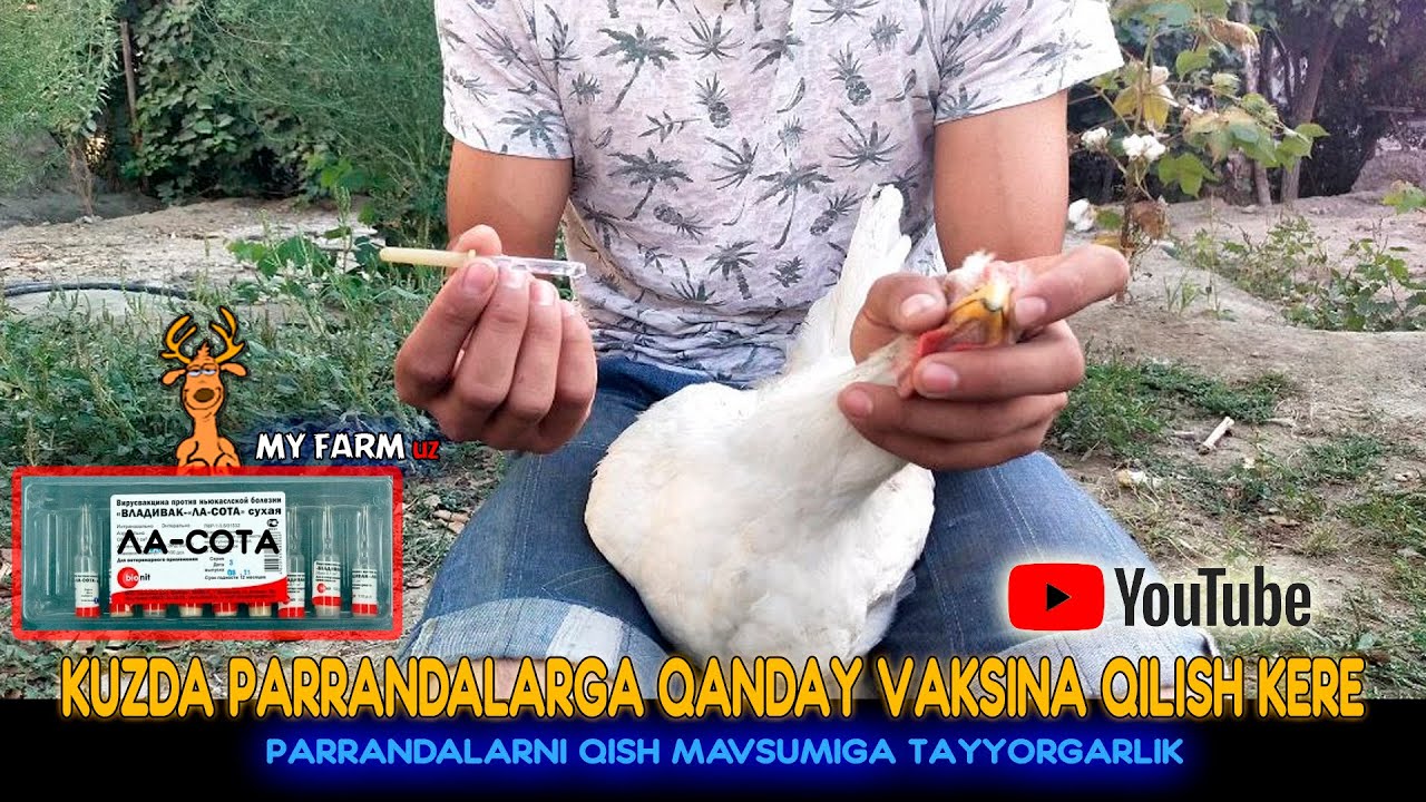 UY SHAROITIDA PARRANDALARNI VAKSINA QILISH | KANALGA OBUNA BO`LINGLAR :)