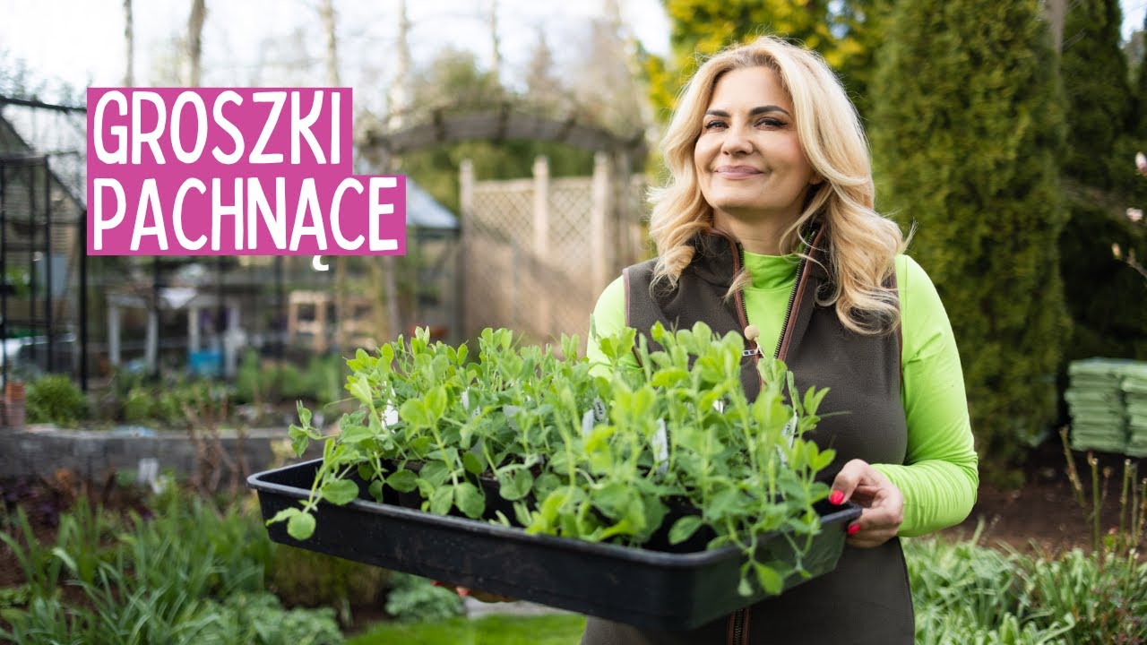 Czas na sadzenie kwiatów jednorocznych - groszki pachnące, lewkonie - ogród z kwiatami ciętymi