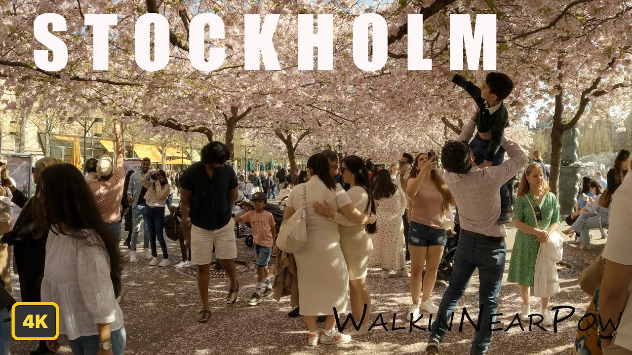 Stockholm , Sweden 4K - Spring in Stockholm - Cherry Blossom May /POV/