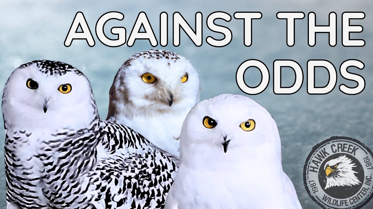 These Rescued Snowy Owls Beat the Odds | Meet Frost