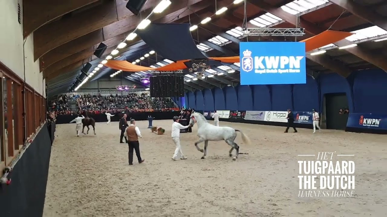 Approved Dutch Harnesss Horse stallions Jesse James, Magnifiek, Norbert FS en Cizandro