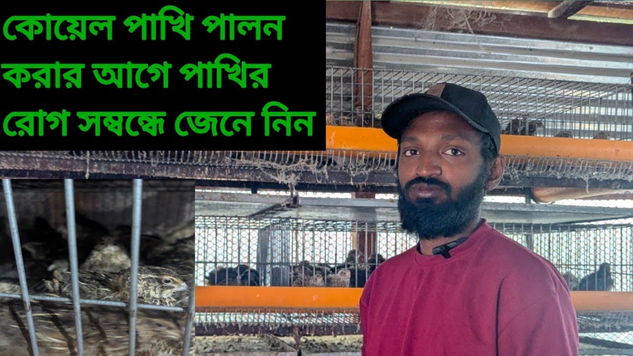 কোয়েল পাখি পালন করার আগে সম্পর্কে জেনে নিন