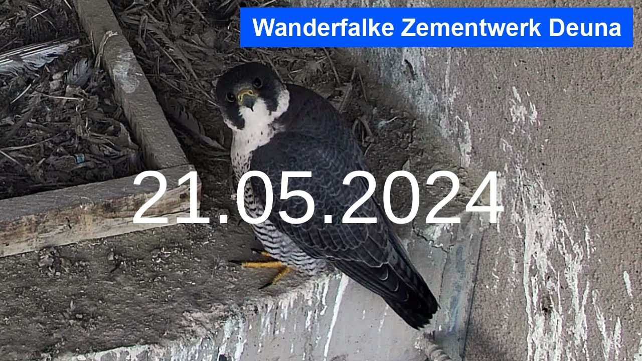 Livestream vom Wanderfalken im Werk Deuna