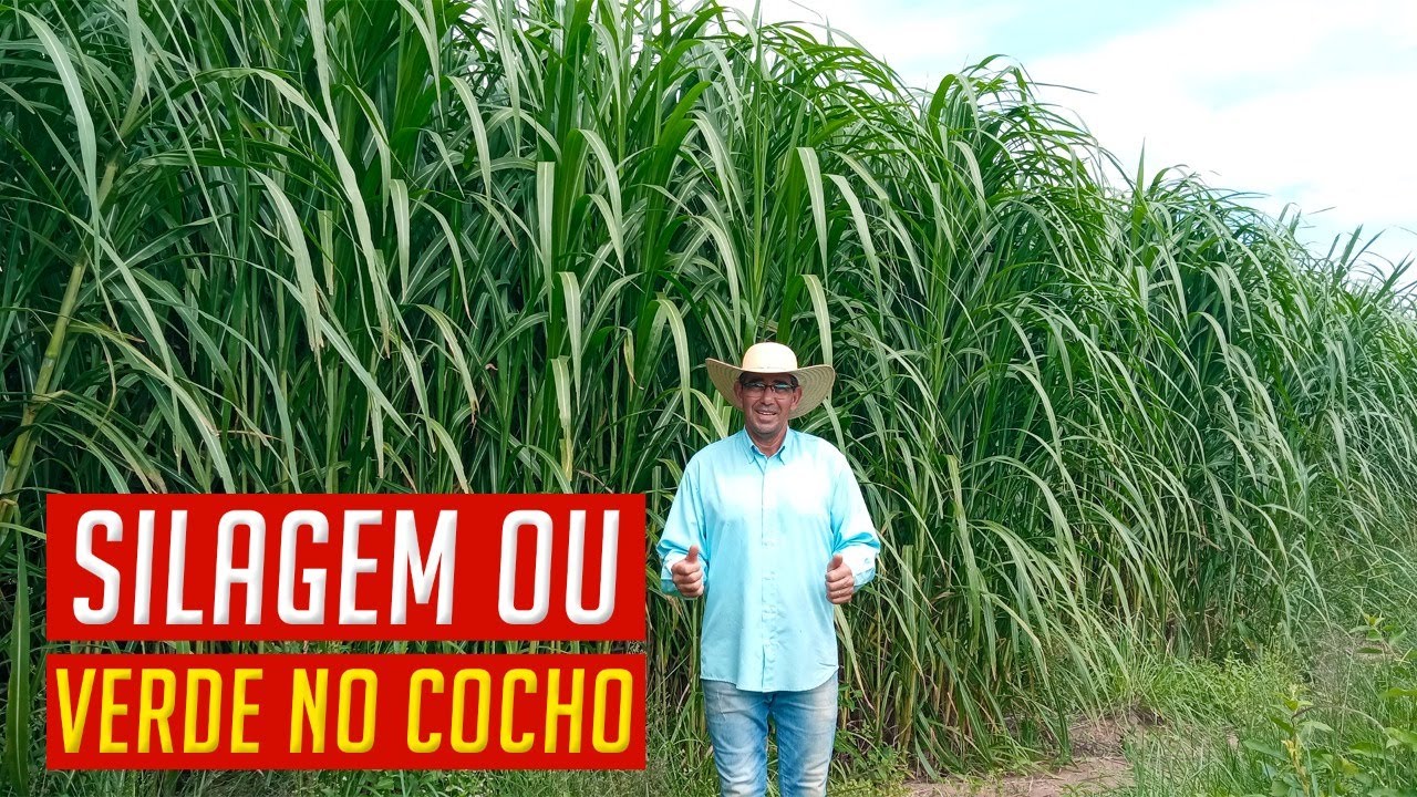 Qual o melhor: SILAGEM ou VERDE no COCHO? Vantagens e desvantagens!