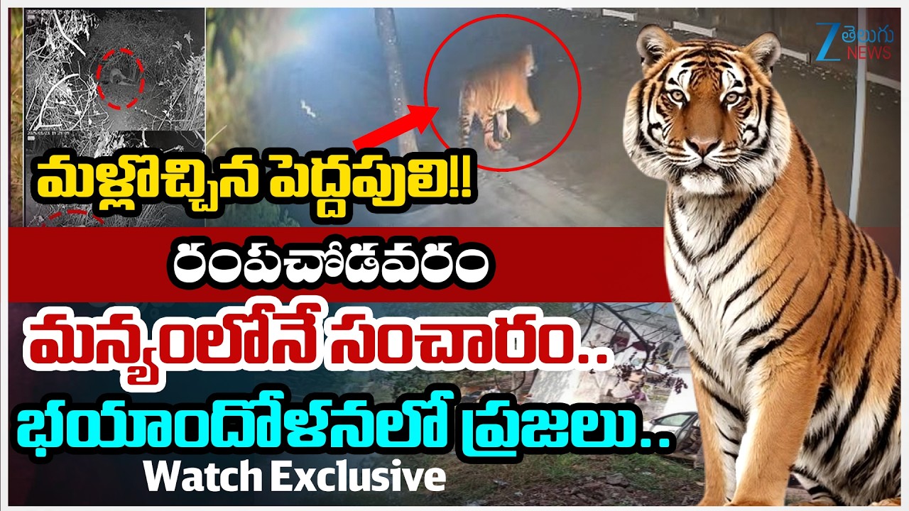 Tiger At Polavaram District | Rampachodavaram | Panic Among Locals | Zee Telugu News