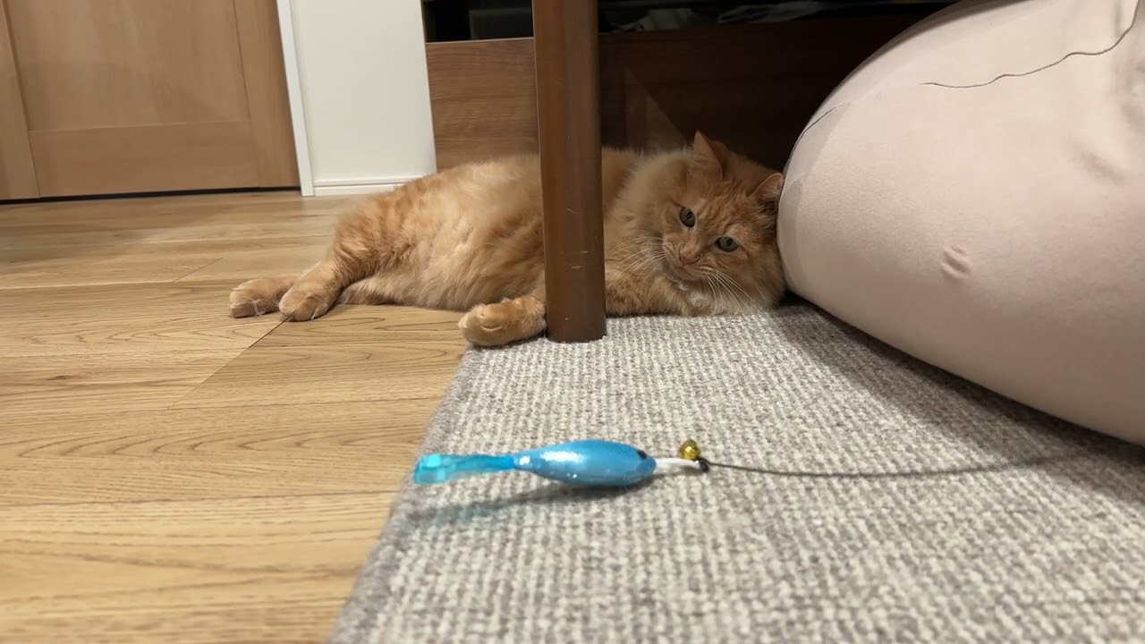 猫釣り
