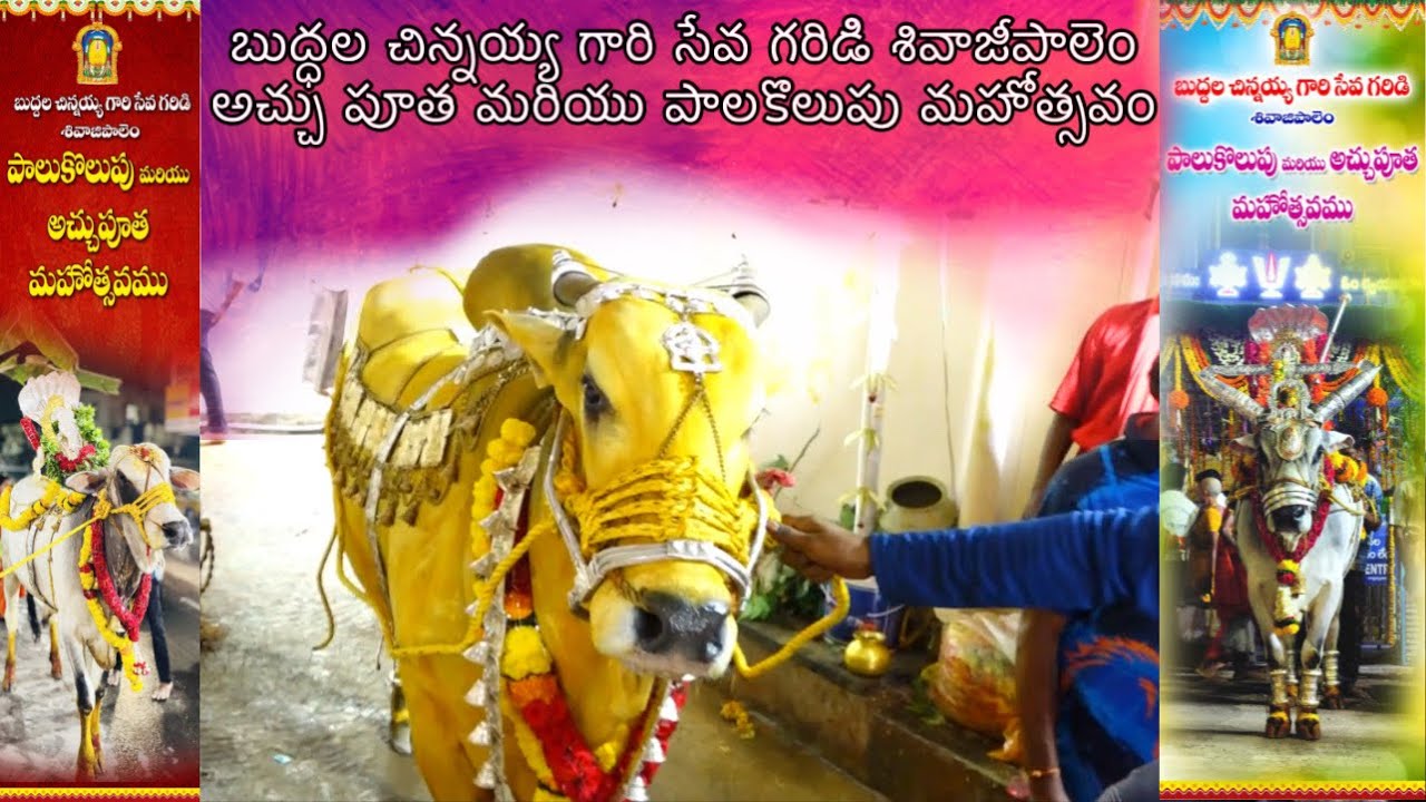 బుద్ధల చిన్నయ్య గారి సేవ గరిడి శివాజీపాలెం అచ్చు పూత మరియు పాలకొలుపు మహోత్సవం