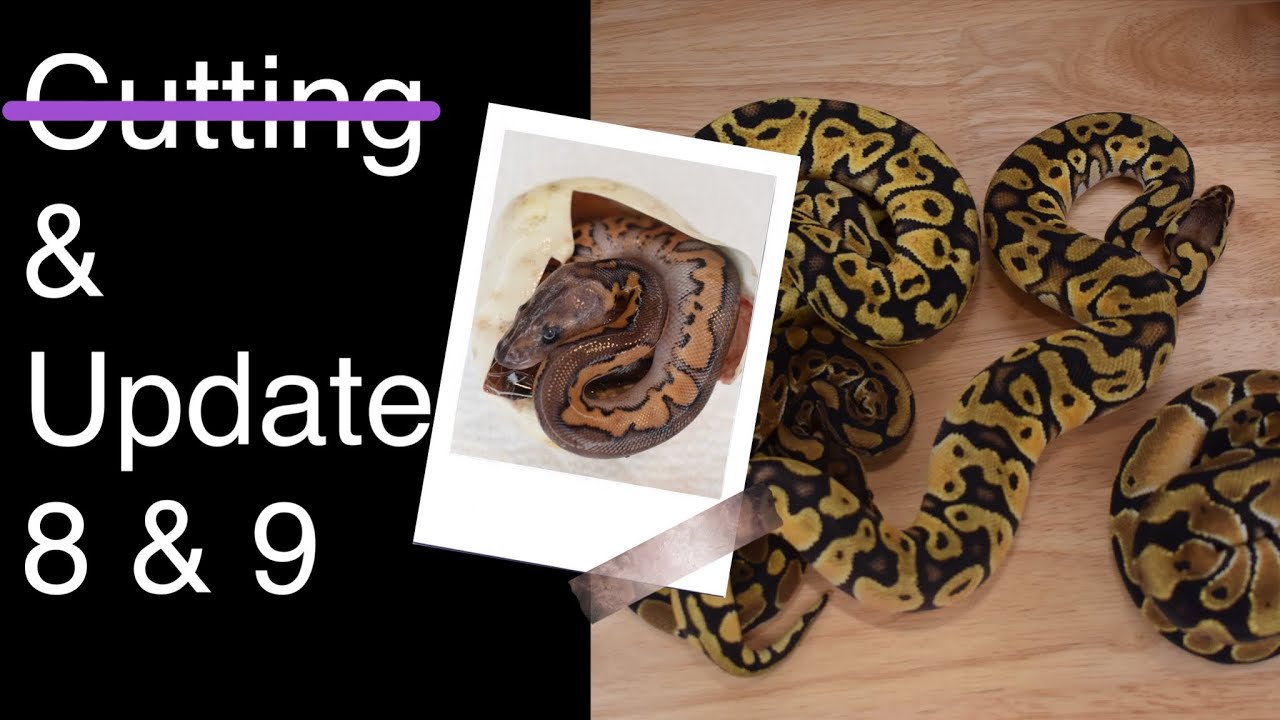 Our 1st Special BP Hatchlings & ...