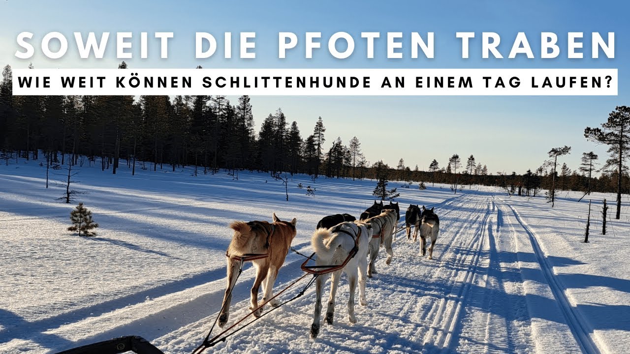 Wie weit können Schlittenhunde an einem Tag laufen?