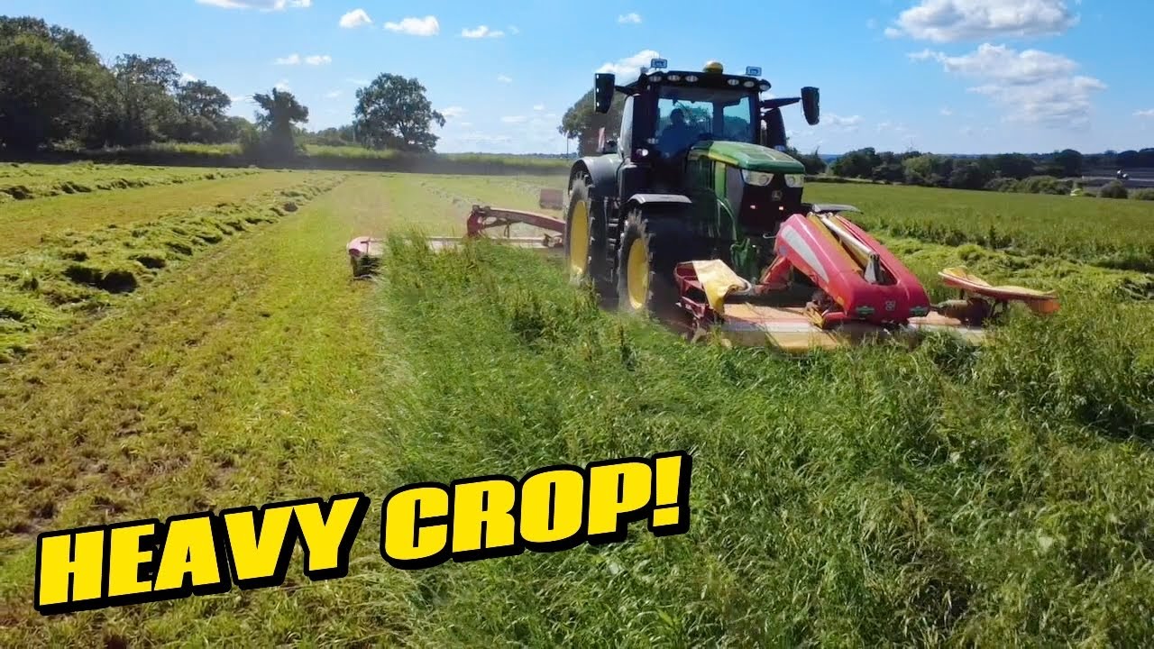 ATTACKED BY BEES WHILE CHOPPING GRASS!
