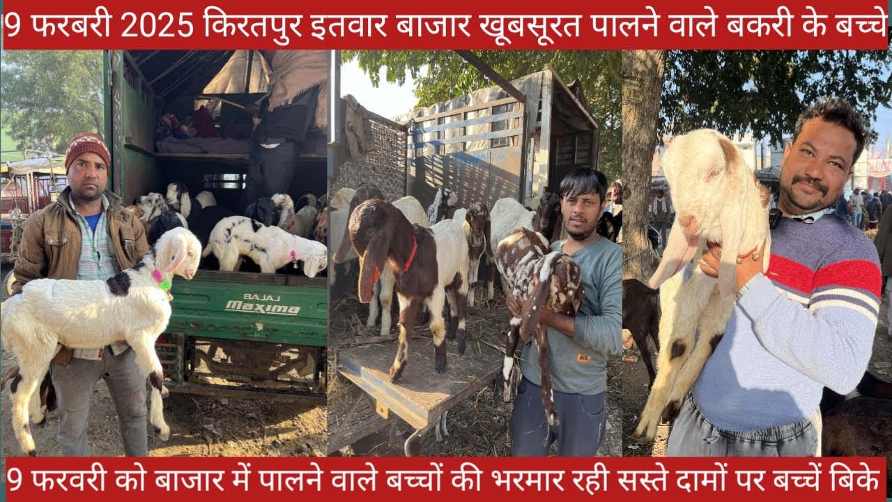 किरतपुर बकरा बाजार की 9 फरवरी 2025 की वीडियो || बकरी के पालने वाले छोटे बच्चों की वीडियो || RED FISH