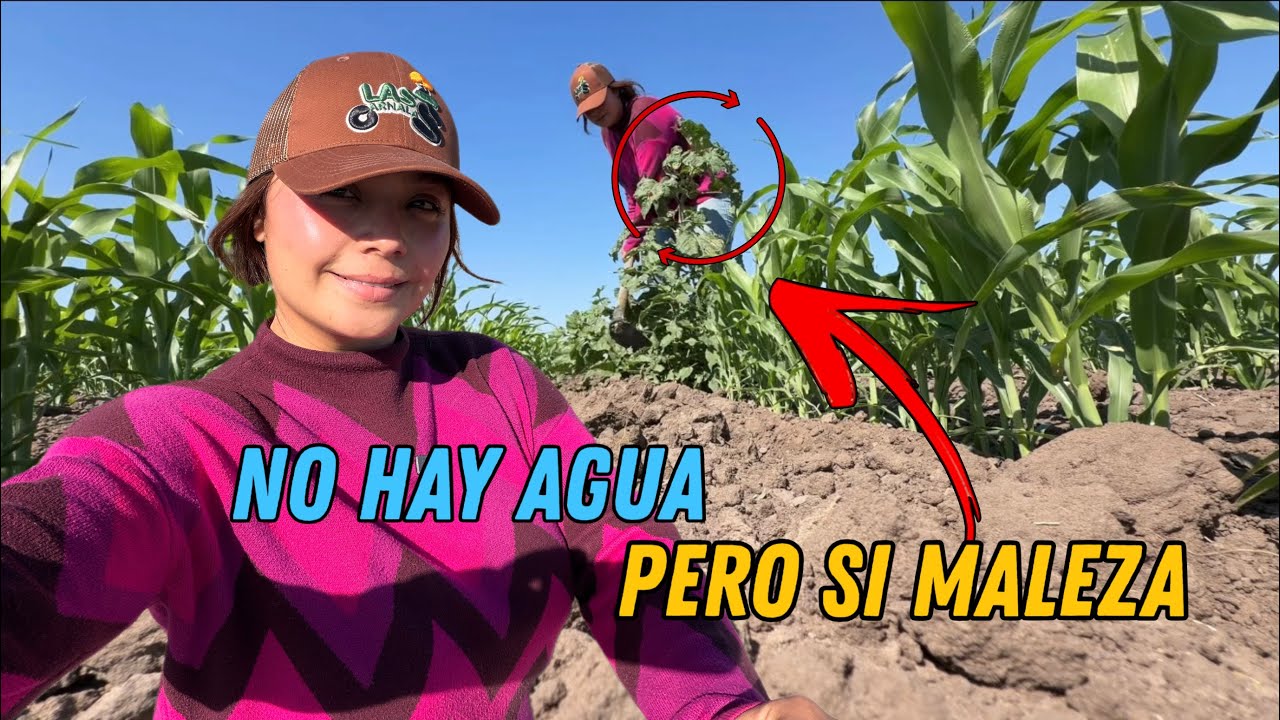 ASI ARREGLAMOS LOS PROBLEMAS EN EL RANCHO 💪🏽comenzaron los deshierbes ☀️💪🏼 mi trabajo en el campo 