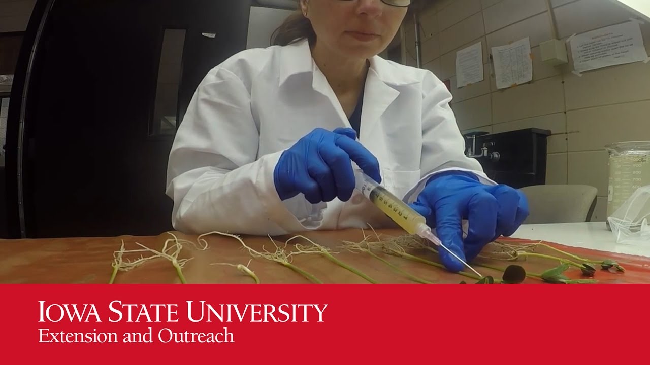 How does Phytophthora sojae escape detection by soybean and cause disease?