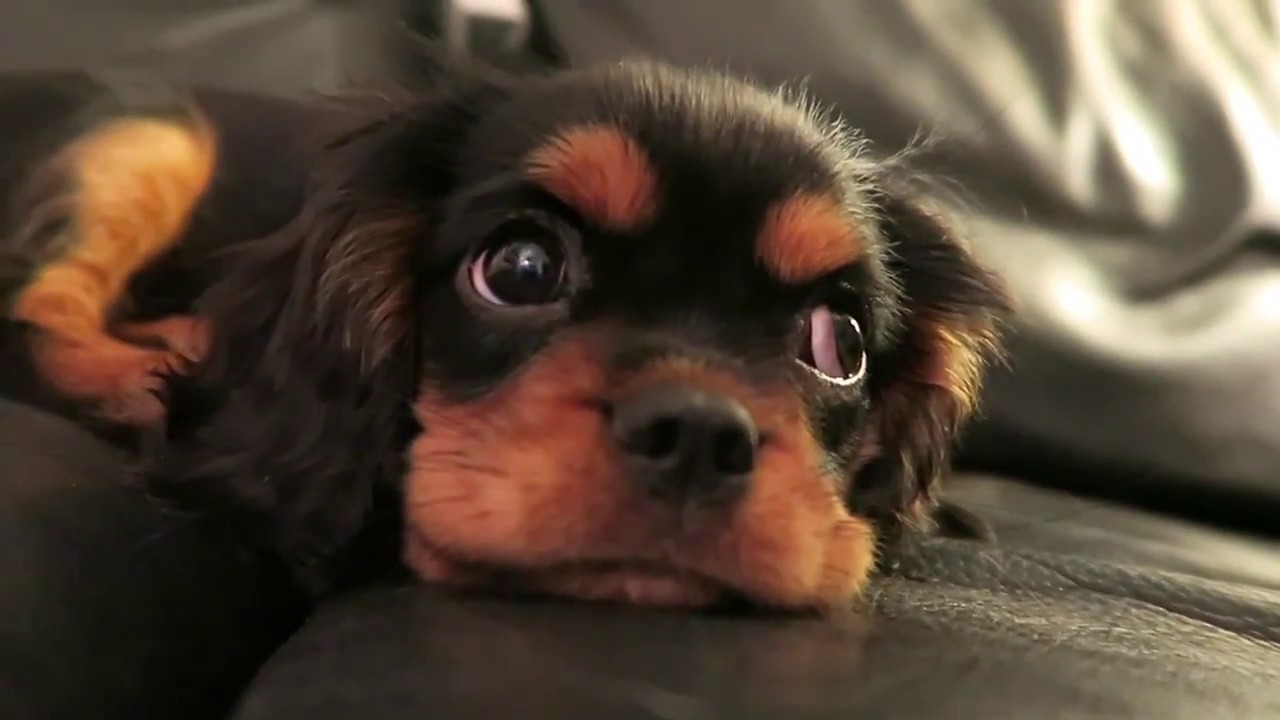 Cavalier King Charles Spaniel 11 Weeks Old!